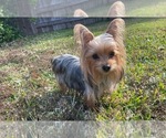 Small Photo #1 Yorkshire Terrier Puppy For Sale in RICHMOND, TX, USA