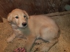 Small Photo #1 Golden Retriever Puppy For Sale in DUVALL, WA, USA