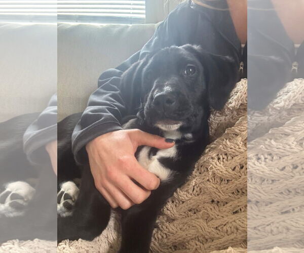 Medium Photo #3 Mutt Puppy For Sale in Cliffwood, NJ, USA