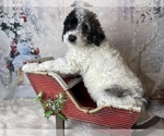 Small Photo #6 Poodle (Standard) Puppy For Sale in CONCORD, NC, USA