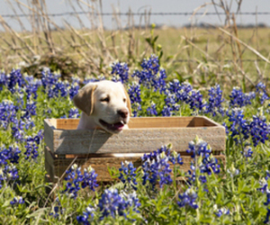 Labrador Retriever Puppy for Sale in MAGNOLIA, Texas USA