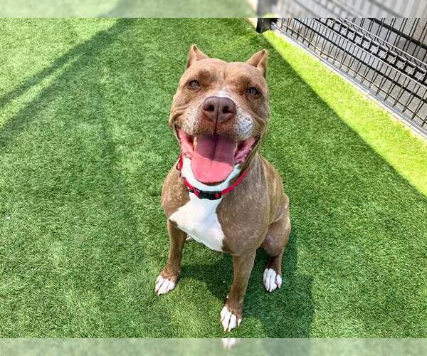 Medium Photo #1 American Pit Bull Terrier Puppy For Sale in Orange, CA, USA