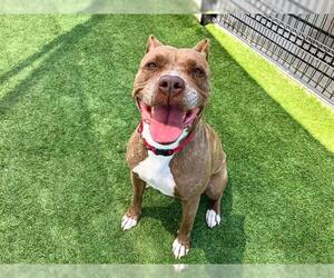 American Pit Bull Terrier Dogs for adoption in Orange, CA, USA