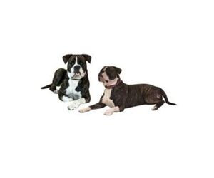 Mother of the Alapaha Blue Blood Bulldog puppies born on 12/28/2025