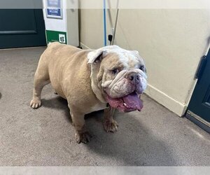 Bulldog Dogs for adoption in Pasadena, CA, USA