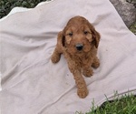 Small Photo #21 Irish Doodle Puppy For Sale in GOSHEN, IN, USA