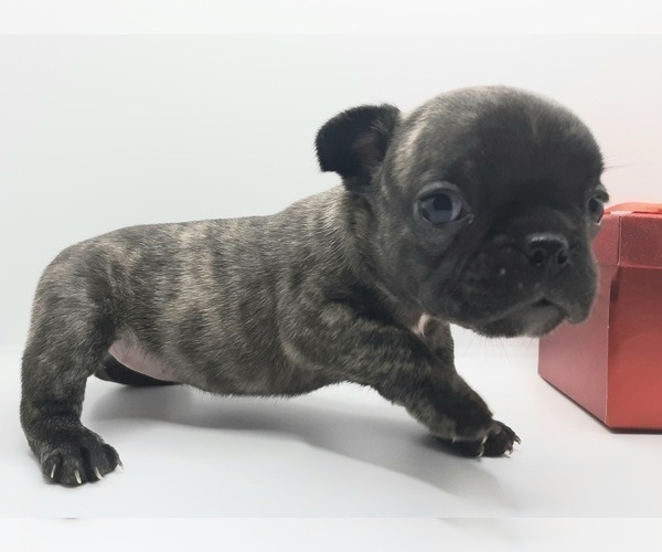 Medium Photo #3 French Bulldog Puppy For Sale in CARTHAGE, TX, USA