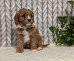 Small Photo #36 Cavapoo (Miniature) Puppy For Sale in GOSHEN, IN, USA