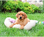 Small #1 Labrador Retriever