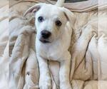 Small #8 Chihuahua Mix