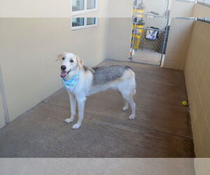 Huskies -Unknown Mix Dogs for adoption in McKinney, TX, USA