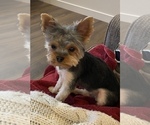 Small Photo #2 Yorkshire Terrier Puppy For Sale in BONNEY LAKE, WA, USA