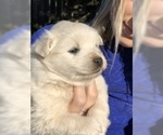 Small Photo #5 American Eskimo Dog Puppy For Sale in OREGON CITY, OR, USA
