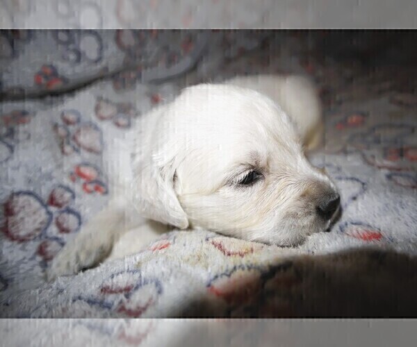 Medium Photo #3 English Cream Golden Retriever Puppy For Sale in LANCASTER, WI, USA