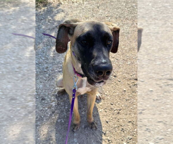 Medium Photo #8 Great Dane-Unknown Mix Puppy For Sale in Bullard, TX, USA