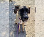 Small #7 Great Dane Mix