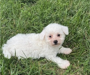 Bichpoo Puppy for sale in CANOGA, NY, USA
