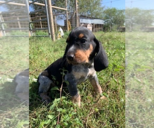 Medium Photo #4 Bluetick Coonhound Puppy For Sale in BEEVILLE, TX, USA