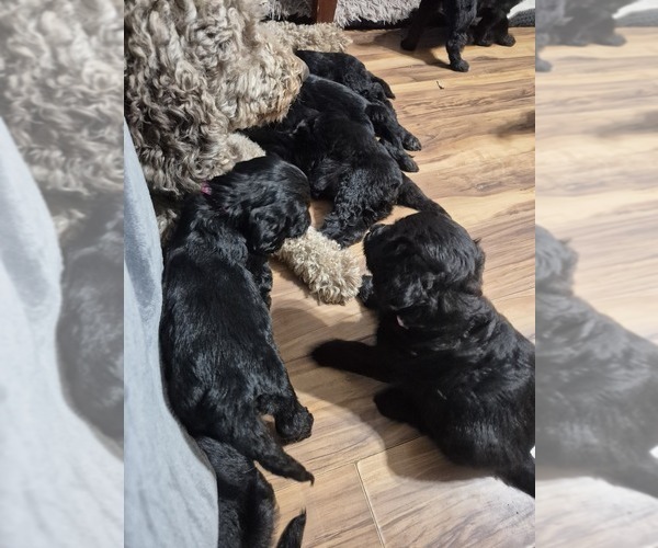 Medium Photo #11 Goldendoodle Puppy For Sale in AIKEN, SC, USA