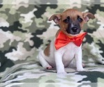 Small Photo #7 Jack-Rat Terrier Puppy For Sale in LAKELAND, FL, USA