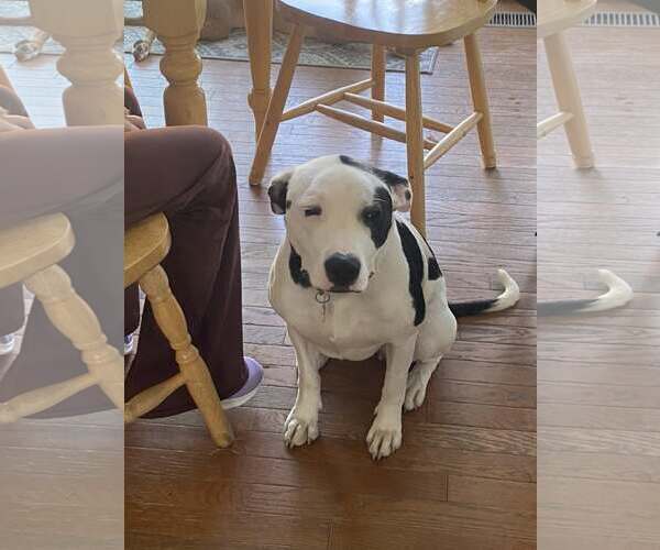 Medium Photo #3 American Pit Bull Terrier-Unknown Mix Puppy For Sale in Plainfield, IL, USA