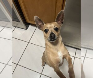 Chihuahua-Unknown Mix Dogs for adoption in Miami, FL, USA