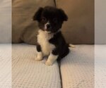 Small Photo #1 Boston Terrier-Unknown Mix Puppy For Sale in pomfret, CT, USA