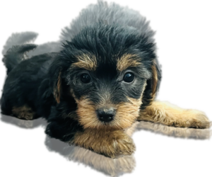 Yorkshire Terrier Puppy for sale in OAKLEY, CA, USA