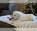 Small Photo #3 English Cream Golden Retriever Puppy For Sale in DUNDEE, OH, USA