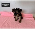 Small #1 Morkie