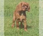 Small Photo #3 Cavalier King Charles Spaniel Puppy For Sale in LOGAN, UT, USA