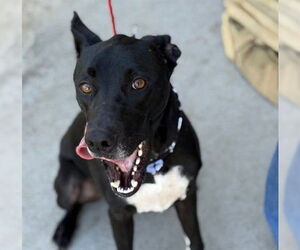 Dutch Shepherd -Unknown Mix Dogs for adoption in Tulsa, OK, USA