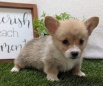 Small #3 Pembroke Welsh Corgi
