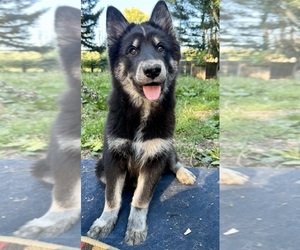 Alaskan Husky-Alaskan Malamute Mix Puppy for Sale in CANASTOTA, New York USA