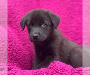Labrador Retriever-Unknown Mix Dogs for adoption in San Diego, CA, USA