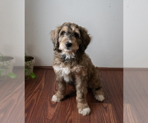 Golden Mountain Doodle Puppy for sale in VENTURA, CA, USA
