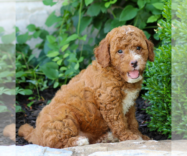 Medium Photo #5 Goldendoodle (Miniature) Puppy For Sale in LITITZ, PA, USA