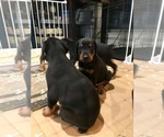 Small Photo #2 Doberman Pinscher Puppy For Sale in BROUSSARD, LA, USA