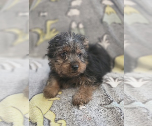 Medium Photo #3 Yorkshire Terrier Puppy For Sale in AKRON, OH, USA