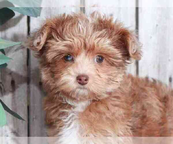 Medium Photo #2 YorkiePoo Puppy For Sale in MOUNT VERNON, OH, USA