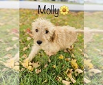 Small Photo #4 Goldendoodle Puppy For Sale in COOKEVILLE, TN, USA
