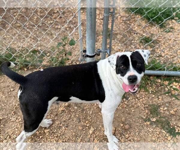 Medium Photo #2 American Bulldog-Dalmatian Mix Puppy For Sale in Monticello, MS, USA
