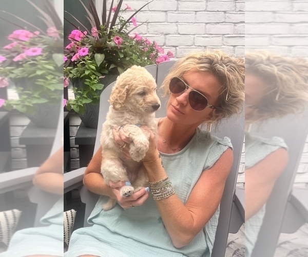 Medium Photo #1 Goldendoodle mix (+ Poodle Standard) Puppy For Sale in HATTIESBURG, MS, USA