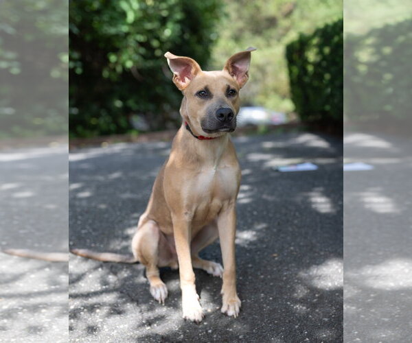 Medium Photo #1 Mutt Puppy For Sale in Woodbury, NY, USA