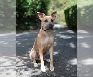 Mutt Dogs for adoption in Woodbury, NY, USA