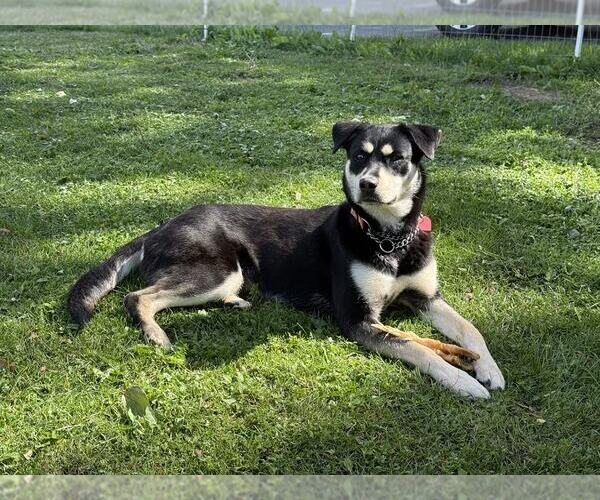 Medium Photo #2 Huskies -Labrador Retriever Mix Puppy For Sale in Anchorage, AK, USA