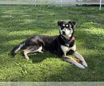 Small #1 Huskies -Labrador Retriever Mix