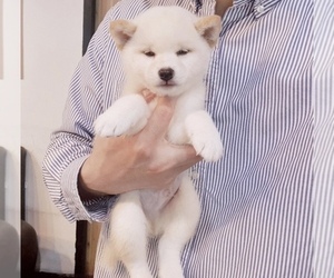 Shiba Inu Puppy for sale in SAN DIEGO, CA, USA