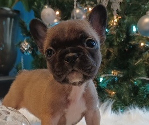 French Bulldog Puppy for sale in DENVER, CO, USA