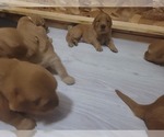 Small Photo #5 Golden Retriever Puppy For Sale in BELLINGHAM, WA, USA